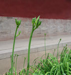 黄花菜