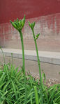 黄花菜