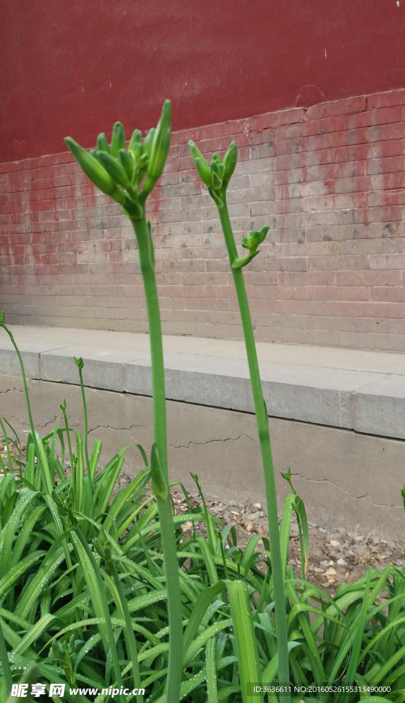 黄花菜