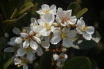 春花