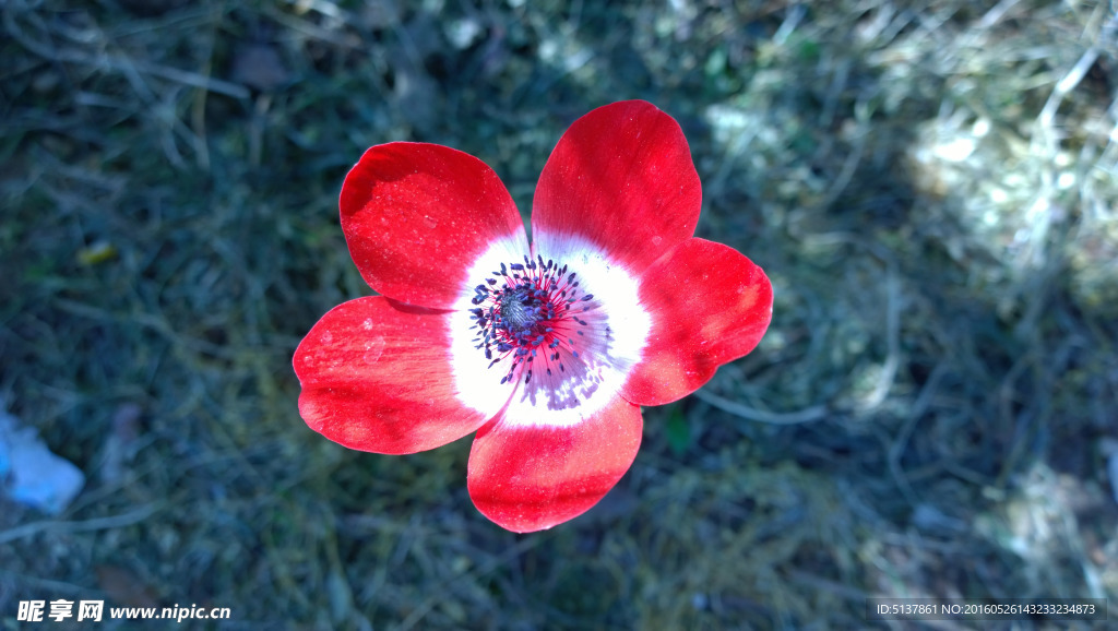 五叶小花