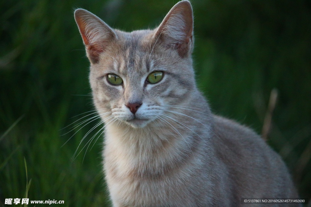 小猫