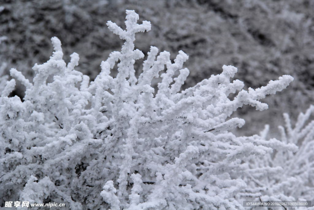 雪地