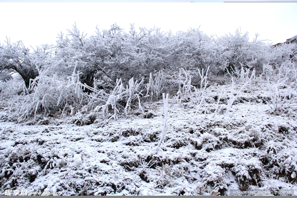 雪地