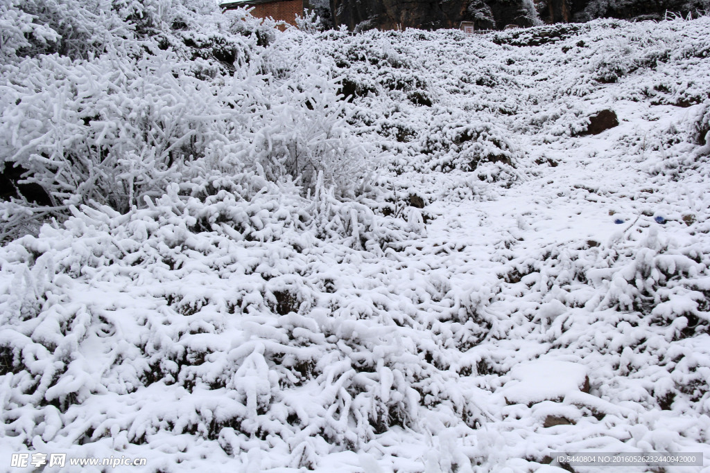 雪地