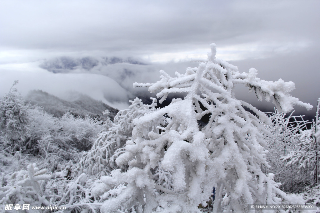 雪松