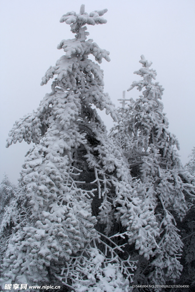 雪松