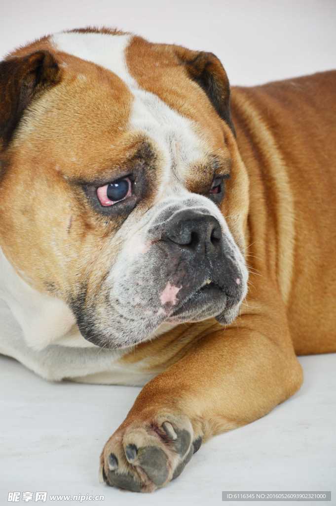 斗牛犬