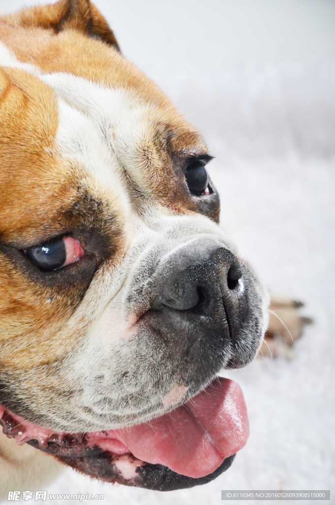 斗牛犬