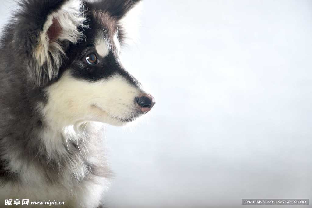 白色阿拉斯加雪橇犬