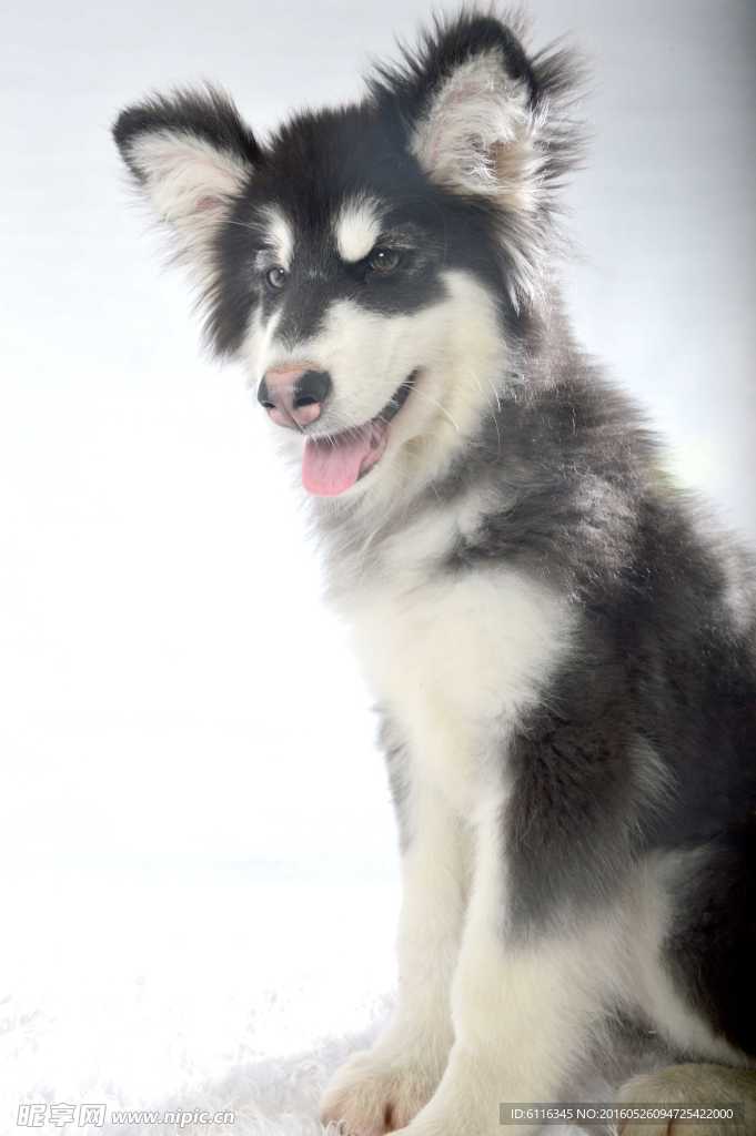 白色阿拉斯加雪橇犬