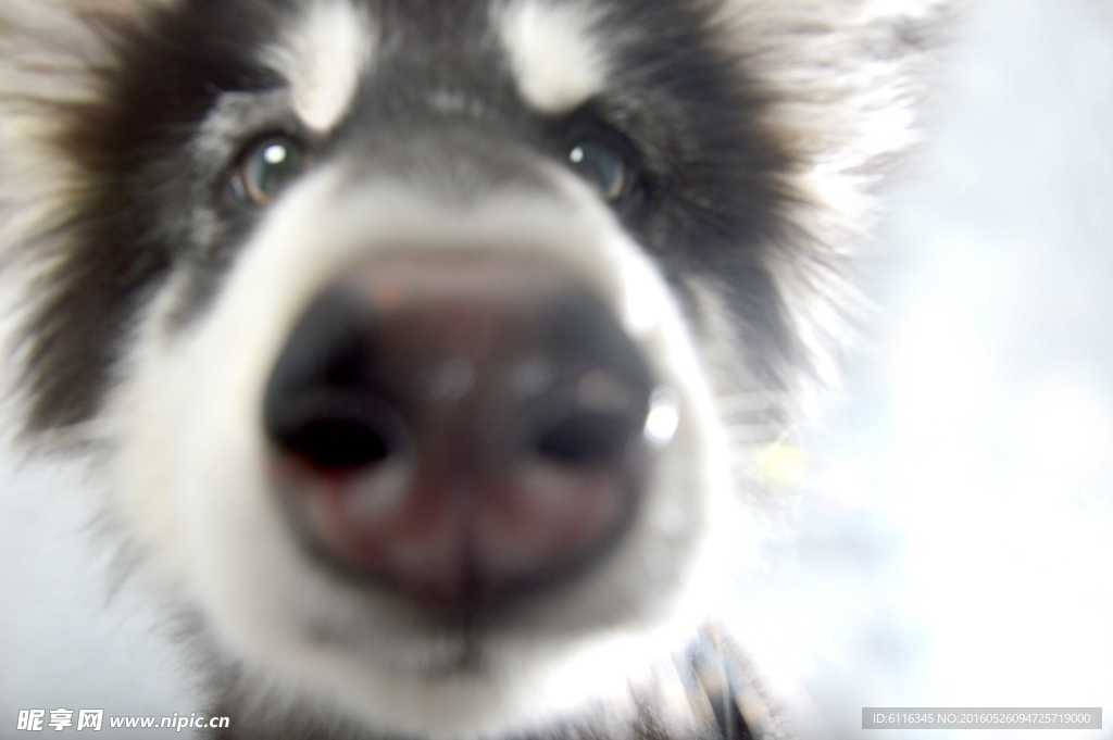 白色阿拉斯加雪橇犬