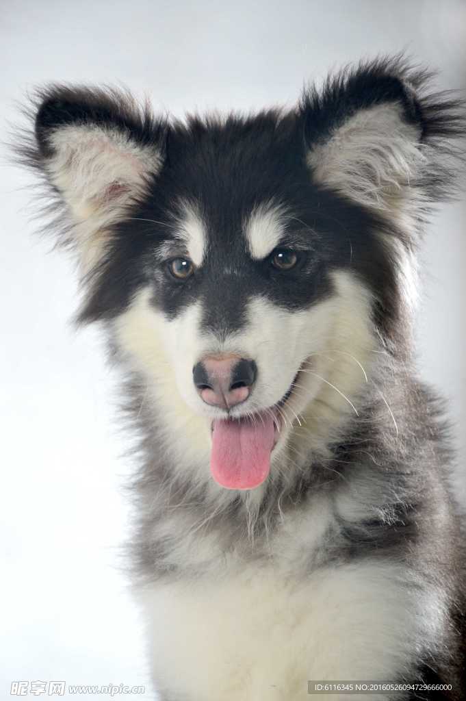 白色阿拉斯加雪橇犬