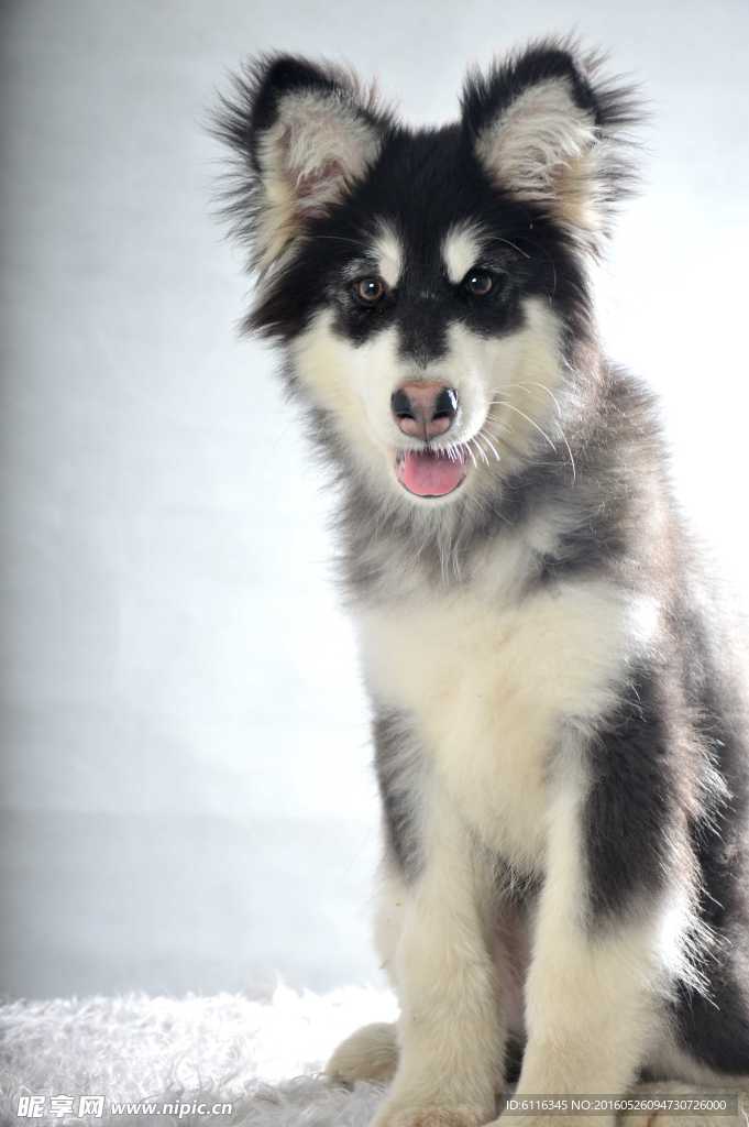 白色阿拉斯加雪橇犬