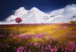 雪山花丛