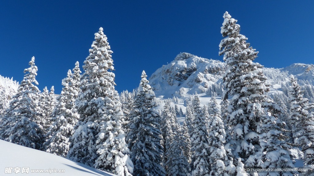 雪山雪松