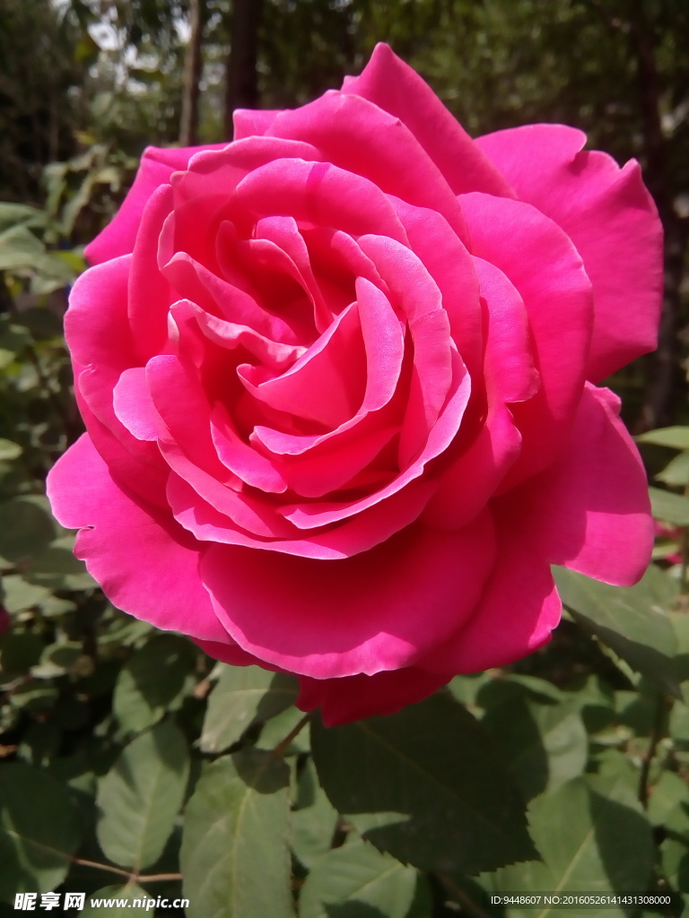 月季花
