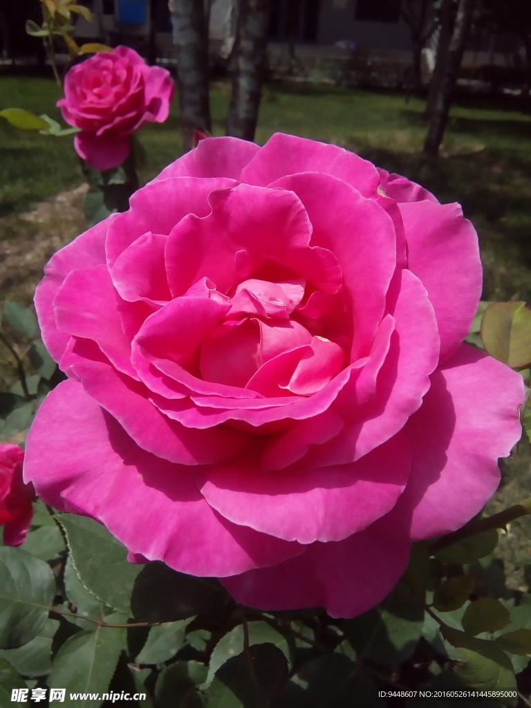 月季花