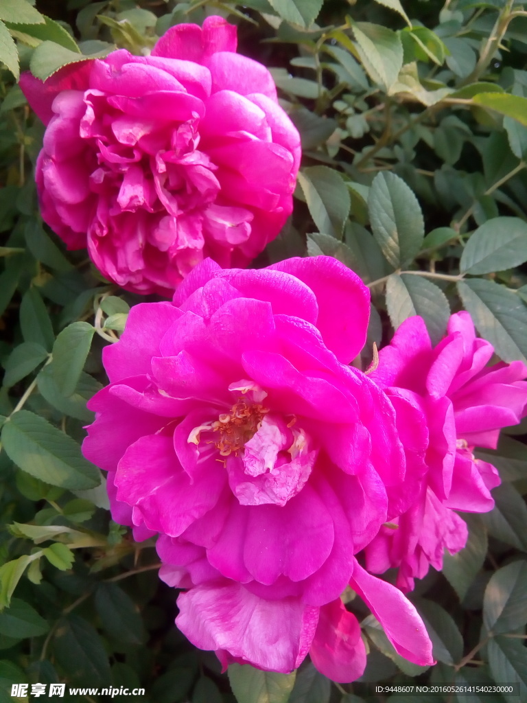 玫瑰花