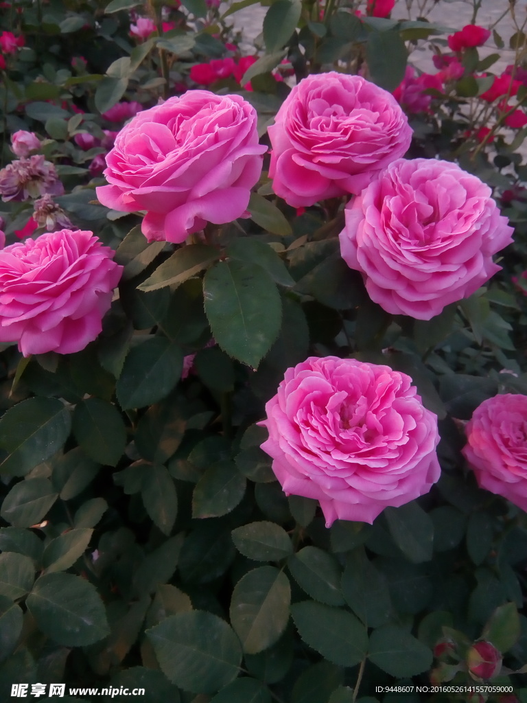 月季花