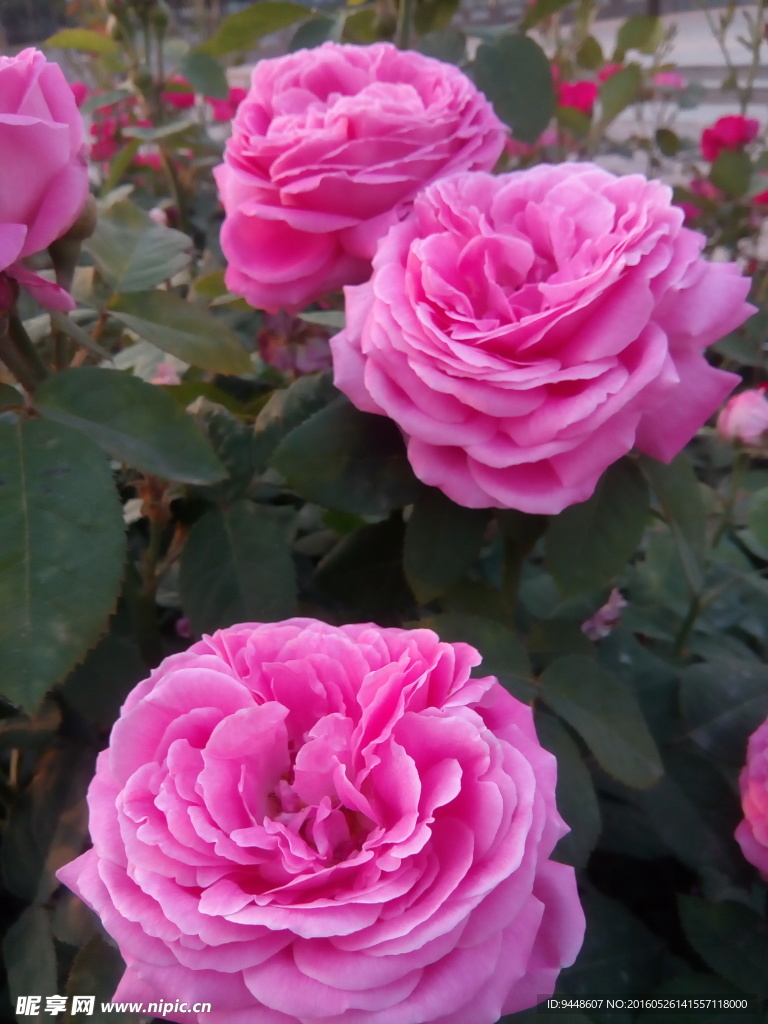 月季花