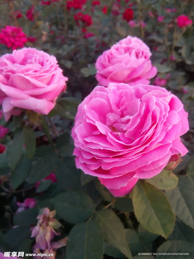 月季花