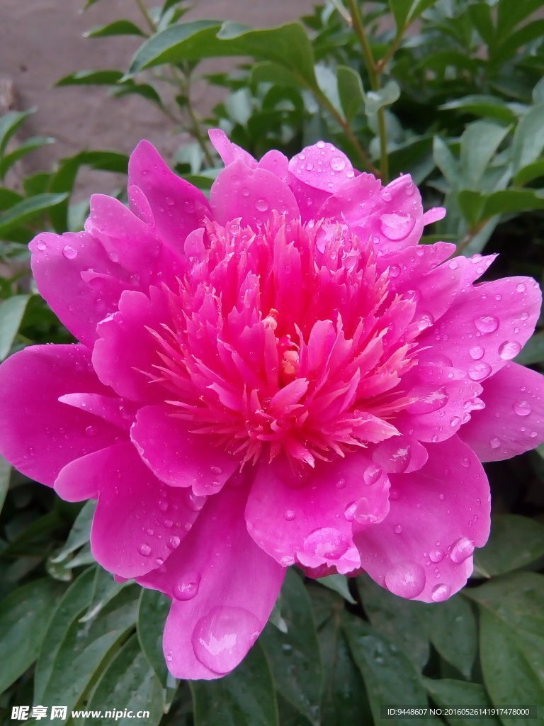 芍药花