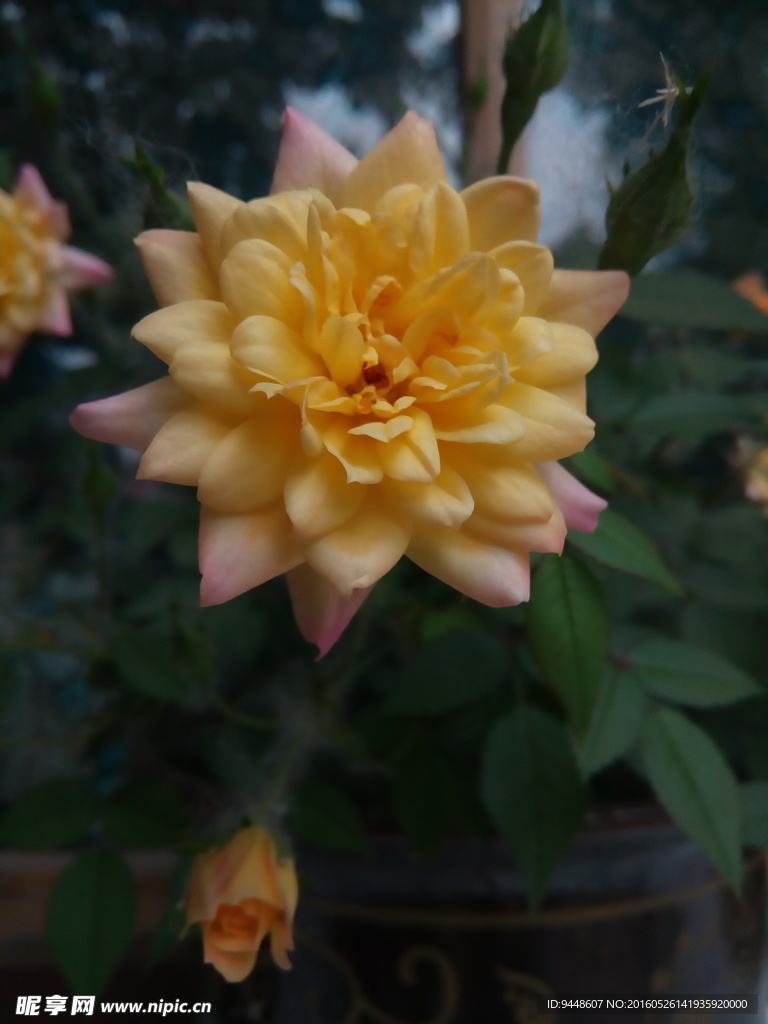 月季花