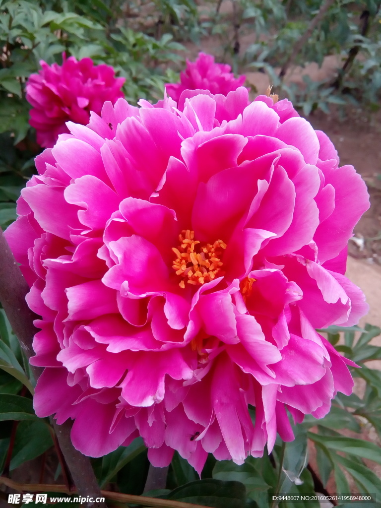 芍药花