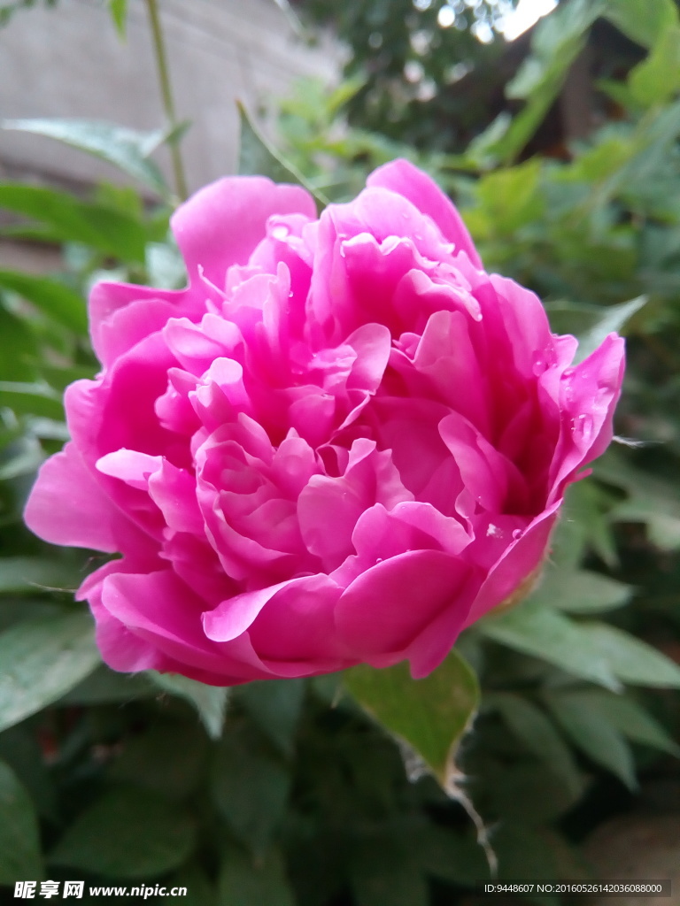 芍药花