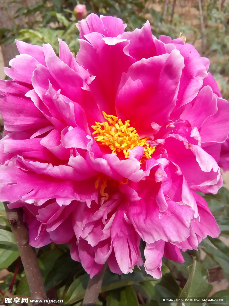 芍药花