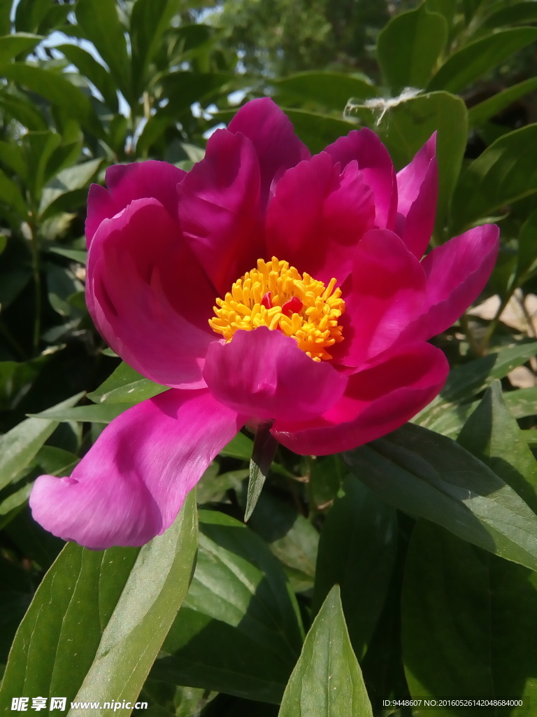 芍药花
