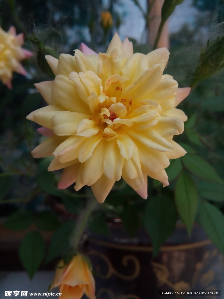 月季花