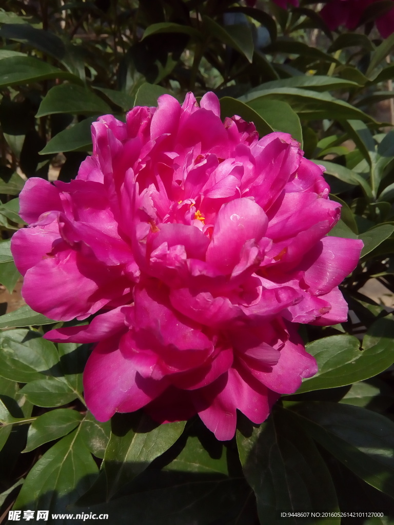 芍药花