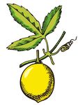橙子 柠檬