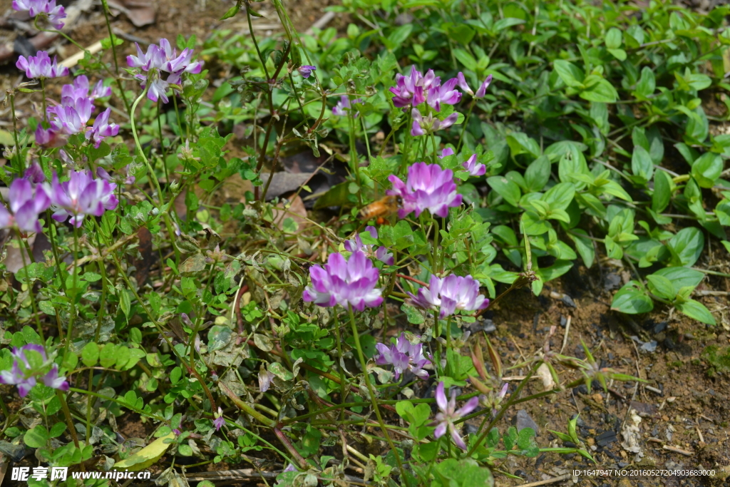 桃花岭古道