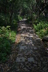 桃花岭古道