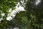 桃花岭古道