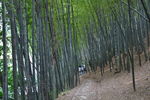 桃花岭古道