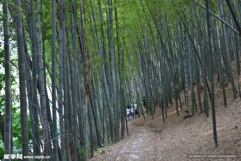 桃花岭古道