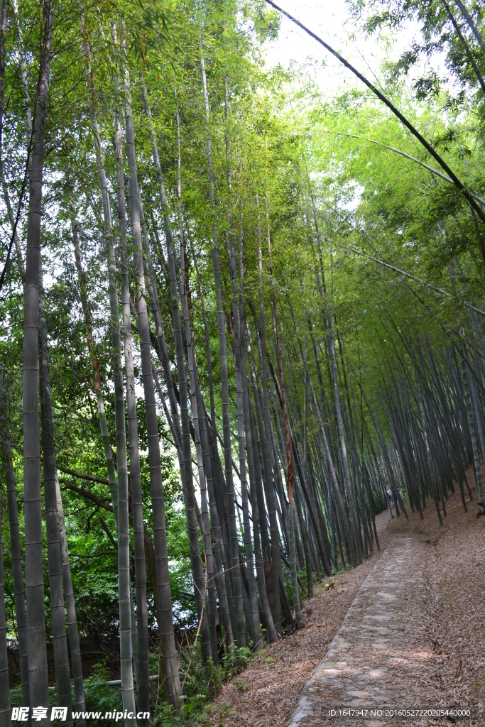 桃花岭古道