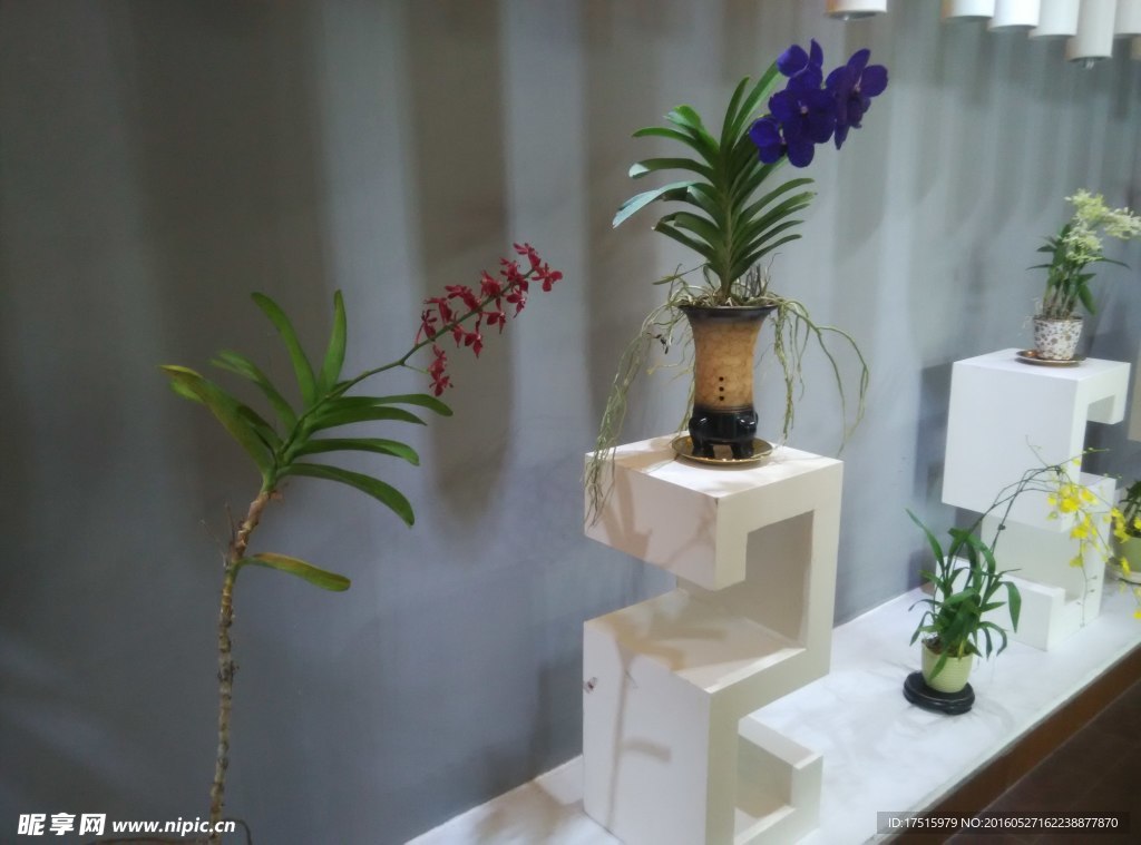 兰花展示