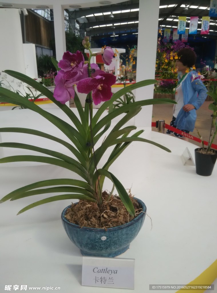 卡特兰花