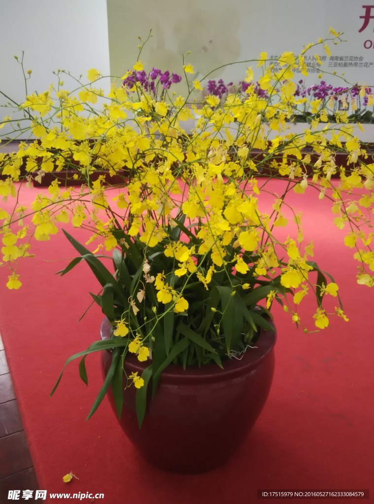 蝴蝶兰花