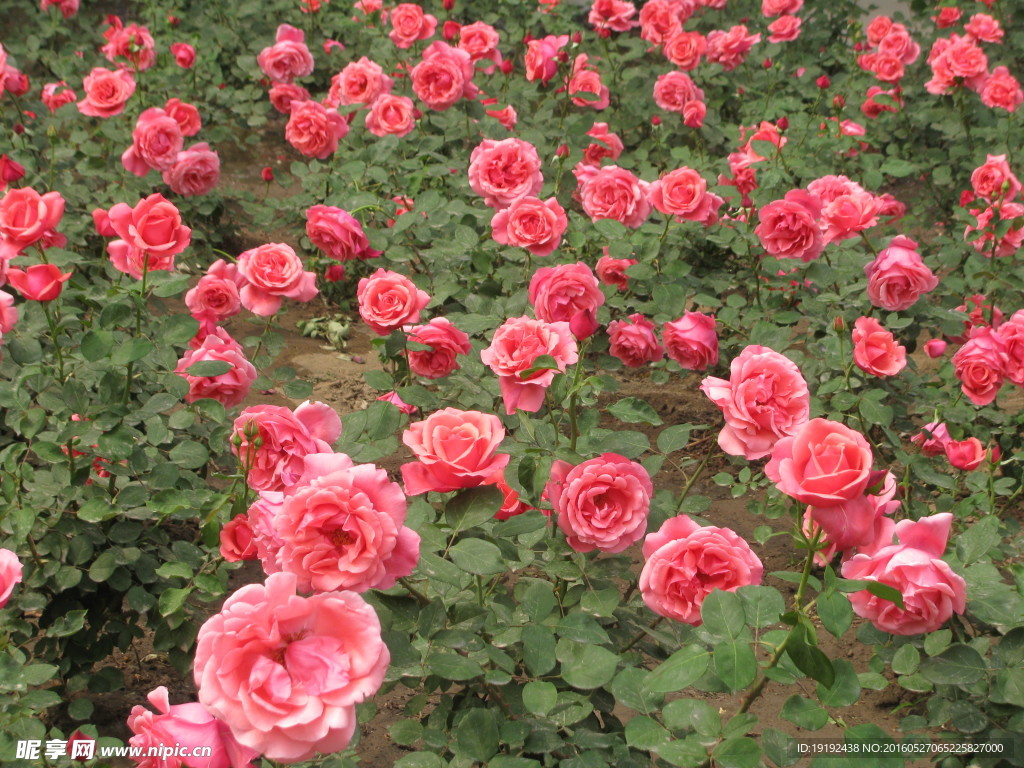 月季花