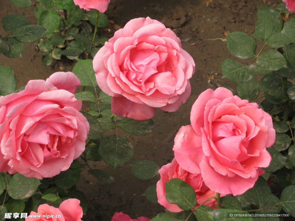 月季花