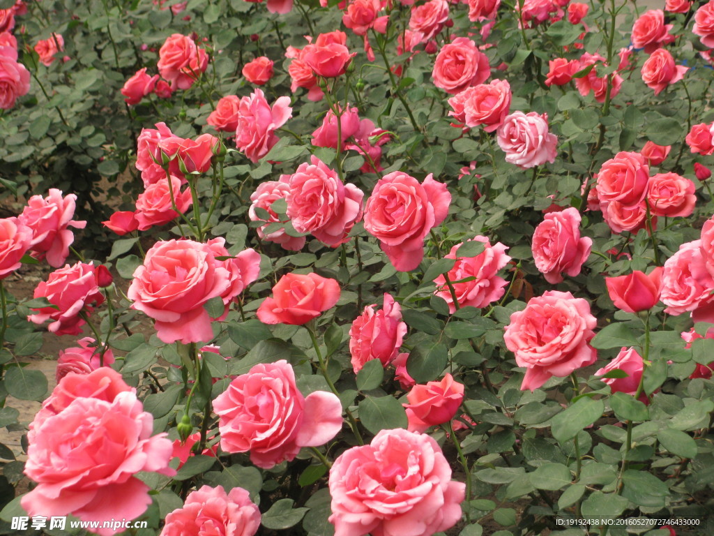 月季花