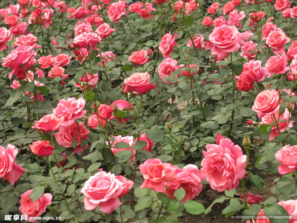 月季花