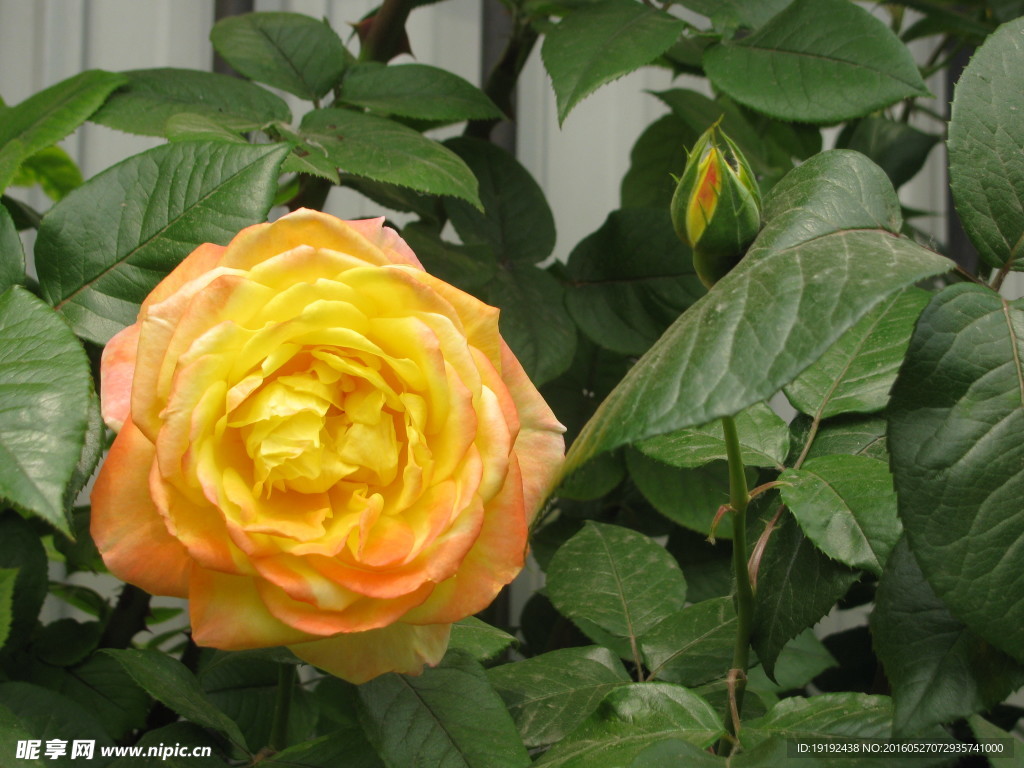 月季花