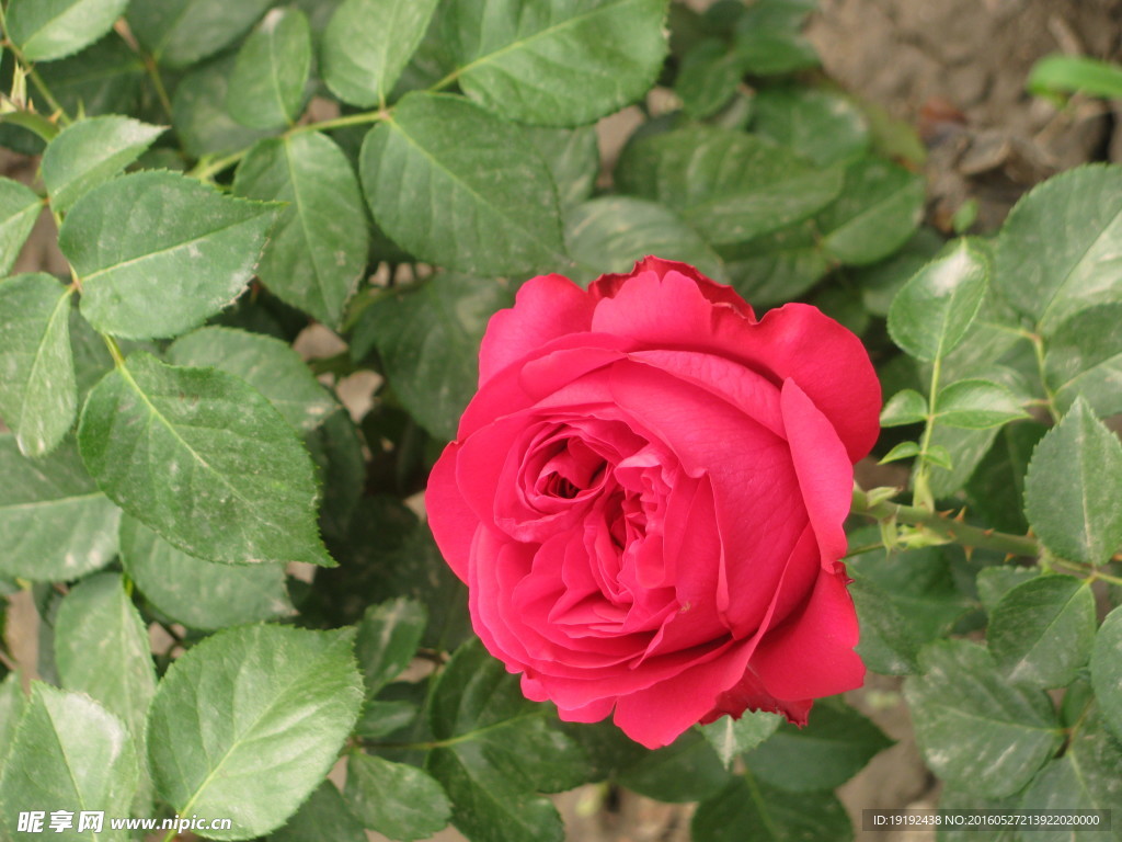 月季花
